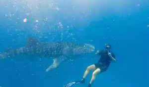 Avatar Pierre Moison