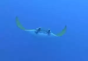 Avatar Samuel  Berger